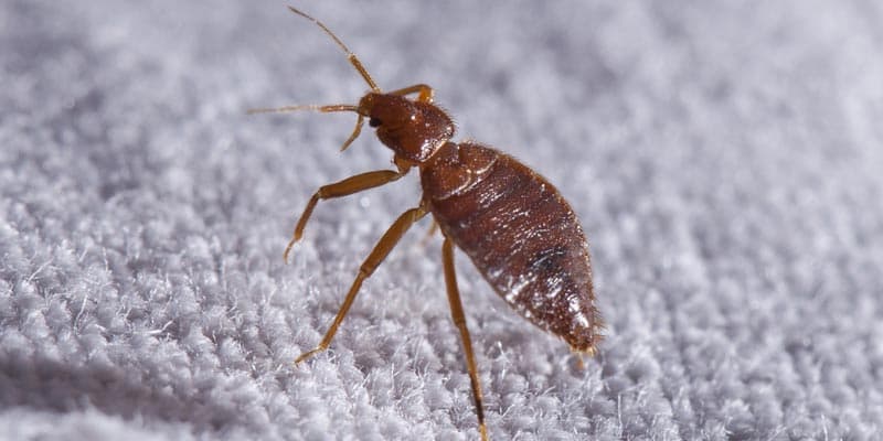 Bettwanzenbekämpfung