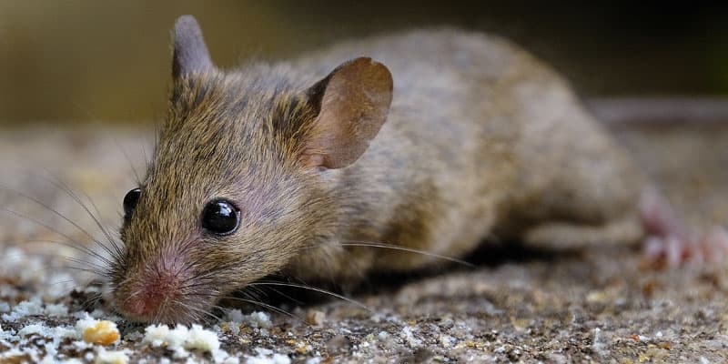 Mäusebekämpfung